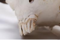 animal skull teeth 0008